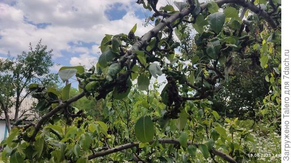 Груш не будет...