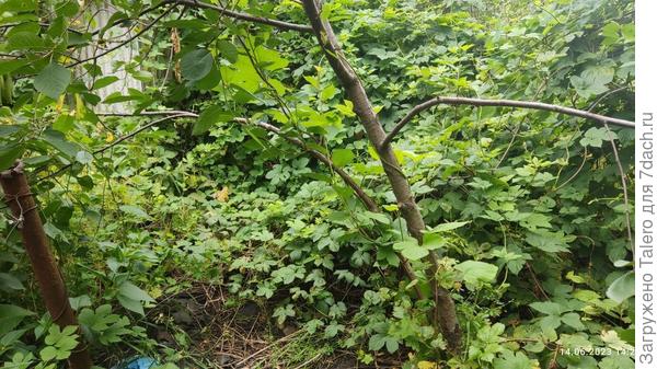 Во. Это, по сути, единственный кустик, который я зверски била тяпкой весной, а потом было не до него