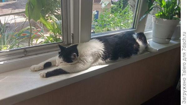 Котик рад, что рассада покинула подоконник, и загорает