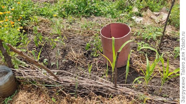 Слева от бочки — те, что пободрее