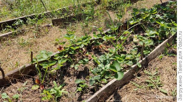 Хотела поукоренять усы в клубнике, но ни одного не нашла