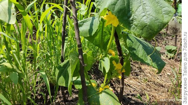 Зацвела первая лагенария