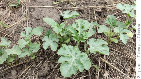 Арбузики на старте (дыни так и не появились)