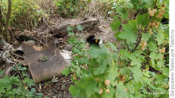 Вообще я снимала шмеля, но он в фокус не попал, зато хорошо видно, как «отлично» растёт смородина