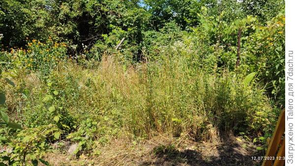 Вот так оно вывгялдело, и это уже после предварительной прополки