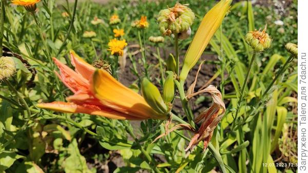 И с лилейниками мы никак не совпадаем: ккак ни приеду, на них только увядшие цветочки и нераспустившиеся бутоны