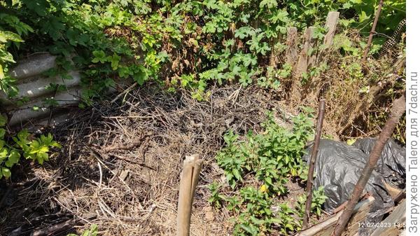 Там уже целый сливовый лес из косточек!