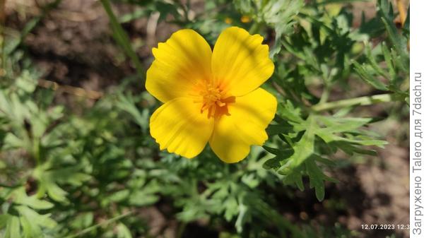 Но зато наконец цветёт хоть какая-то эшшольция!