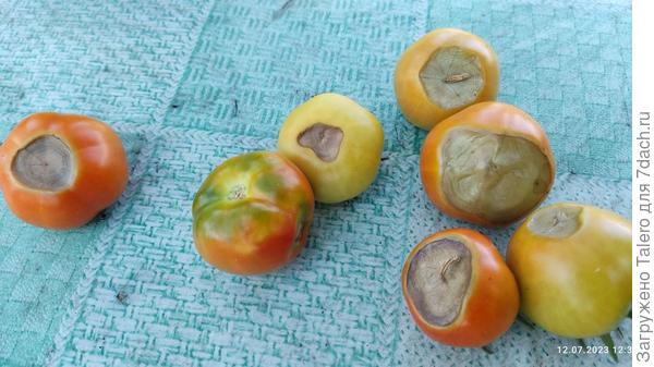 И вот ещё одна досада: жара и сушь мучают помидорки