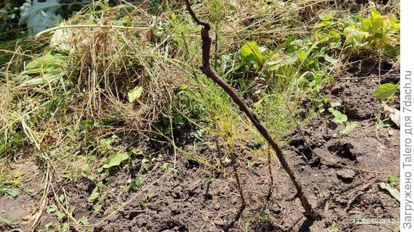 Парочка тамариксов не особо прибавила в росте