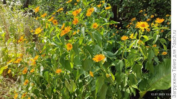 Стало видно, что задворки уже захватили ненавистные гелиопсисы