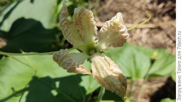 Утром хотела сфотографировать экзотический цветок лагенарии, да некогда было, а к обеду он сморщился