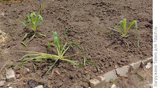 Это первая часть расленёнки