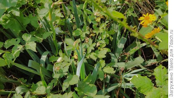 Там ничего не понятно, да