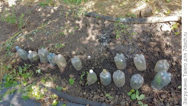 А я пока пополнила школку