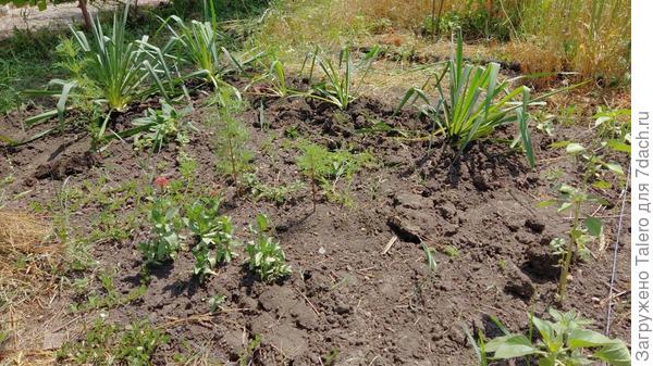 Финальный результат и зацветающие циннии