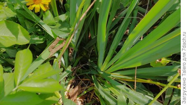 Кустов там охапка