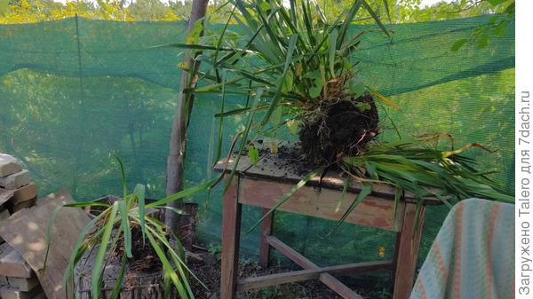 Это всё ещё один куст!