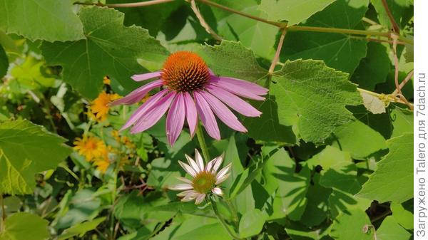 Попутно нашли эхинацею и тоже копнули её к себе на клумбу