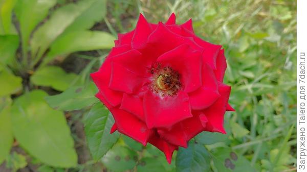 Роза с потрясающим цветом на участке Семёновны цветёт. А вот красавицы жёлтой что-то не вижу