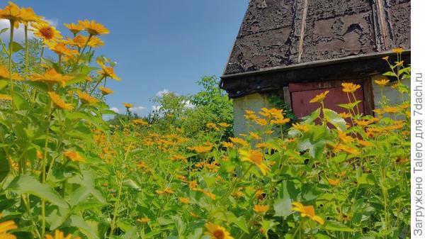 Заброшенная соседская дача в жёлтых цветочках