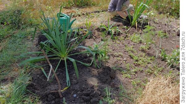 Материнский, думаю, легко опознать