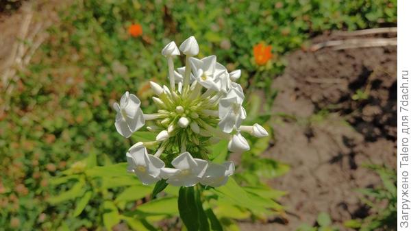 Стала понятна масть ещё одного флокса