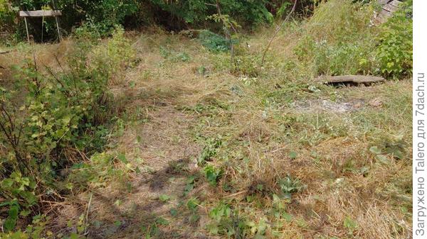 Дорожка, которую никогда не удаётся до конца расчистить, и смородина, которую тянет выкорчевать