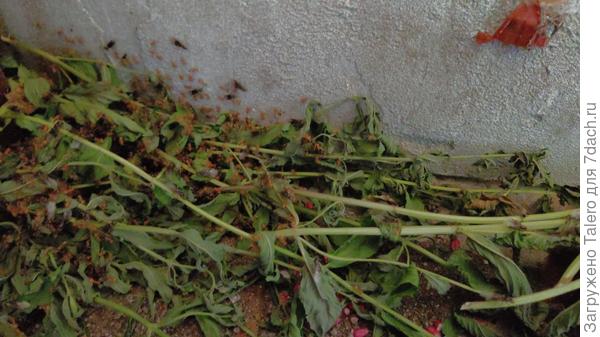 Надо искать отраву