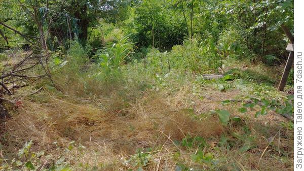 Томаты в профиль