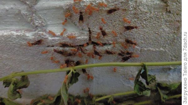 А в домике нашёлся ужас!