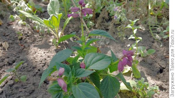 Продолжает цвести странная сальвия