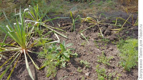 А так выглядит вторая партия