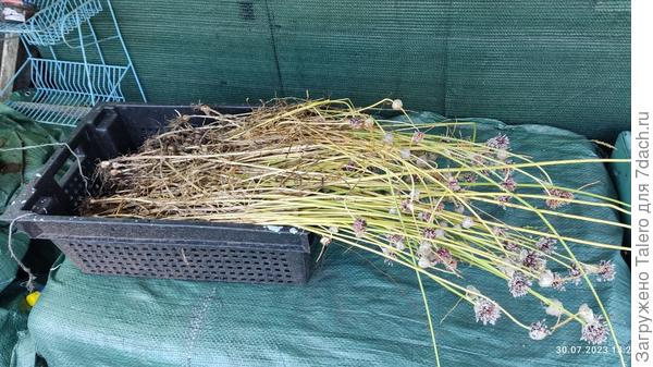 Возможно, эту мелочь к зиме закопаю в качестве бордюра