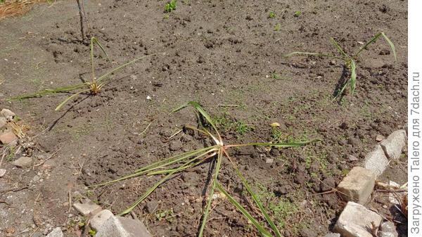 Юкки на сковородке