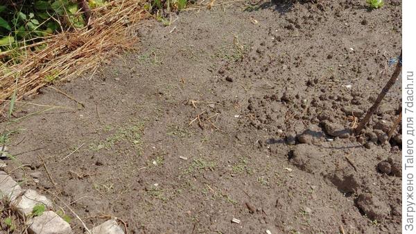 Ничего другого так организованно здесь расти не может! Надеюсь...