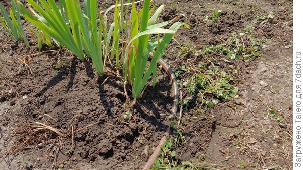 Вот эта дорожка