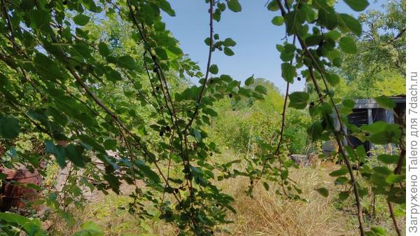 На шелковице до сих пор есть ягоды, но эти уж точно последние