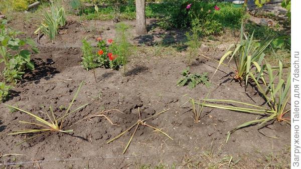 Новая клумба — зона контрастов