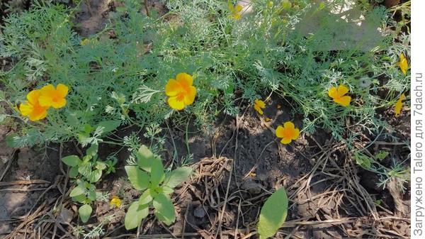 Милая эшшольция! Два года пыталась посеять, а потом посадила рассадой и вот