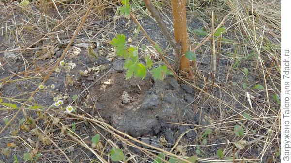 А тем временем муравьи помогают вынести ещё один мощный пень