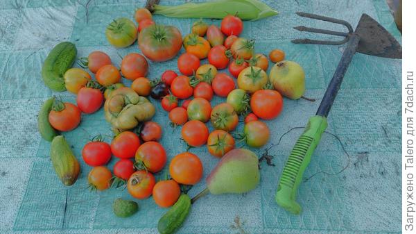 Урожай скромен