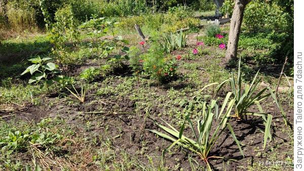 Клумбенные тоже хороши