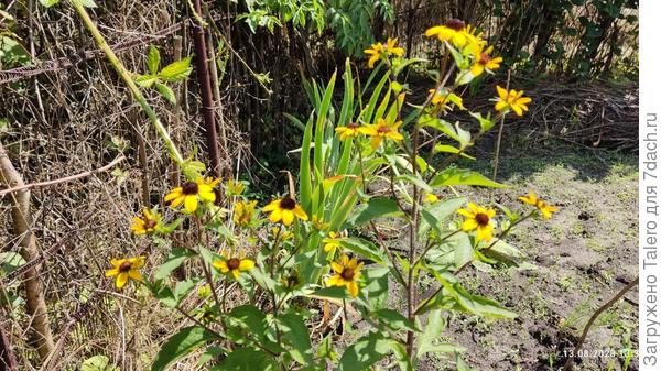 Кусты на сковородке, которые я решила оставить, действительно оказались цветочками