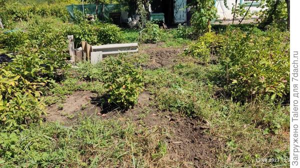 Но дорожку я не докопала!