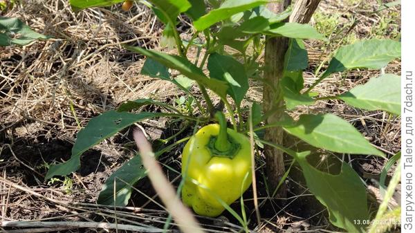 И единственный перчик на кустике