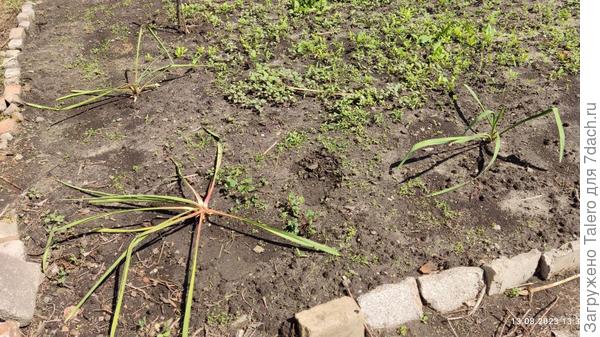 Политые и помытые юкки