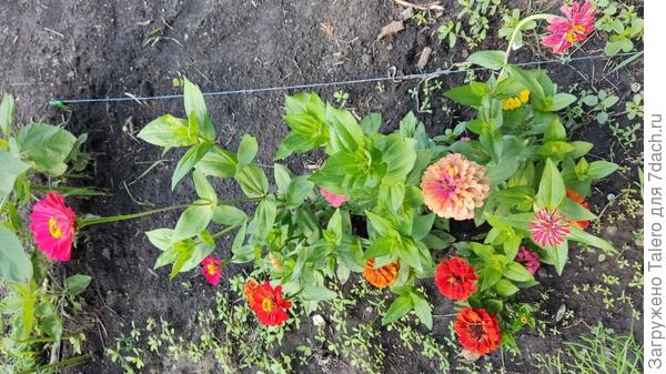 Циннии в ассортименте