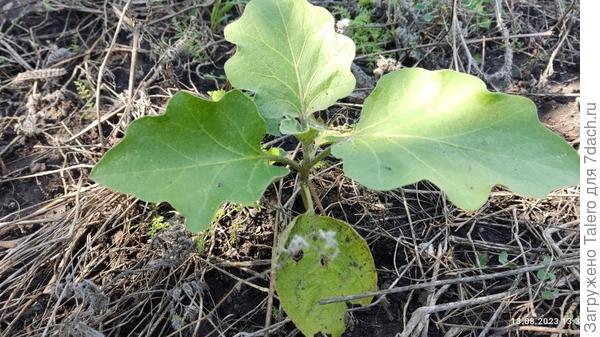 Мой единственный баклажан