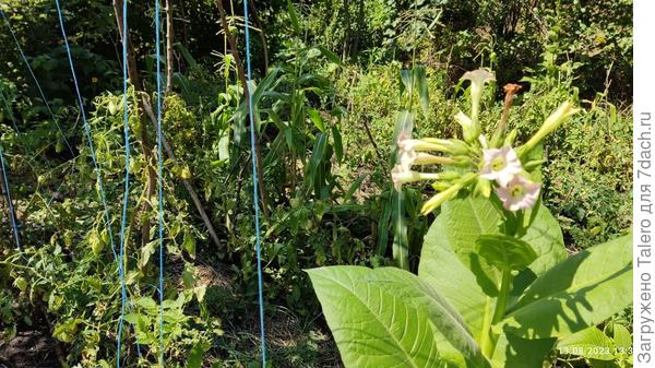 На фоне томатов зацвёл табак — не особо впечатляюще